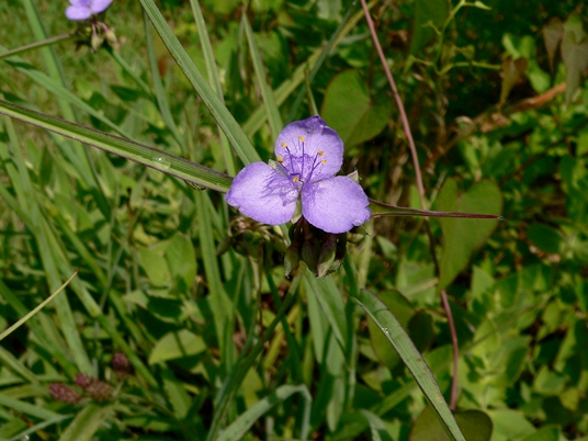 {Tradescantia ohiensis}
